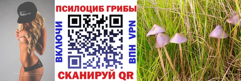 как найти наркотики  KRAKEN ТОР  Галлюциногенные грибы Cubensis  Шенкурск 